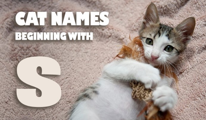 Looking for male cat names that start with S? Check out our list of over 50 ideas and find the perfect name for your new furry friend. From classic to unique, we've got you covered.
