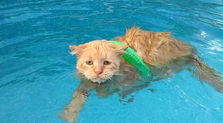 What Do You Call a Cat That Loves to Swim