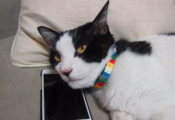 What to Do if Your Cat Is Obsessed with Your Phone