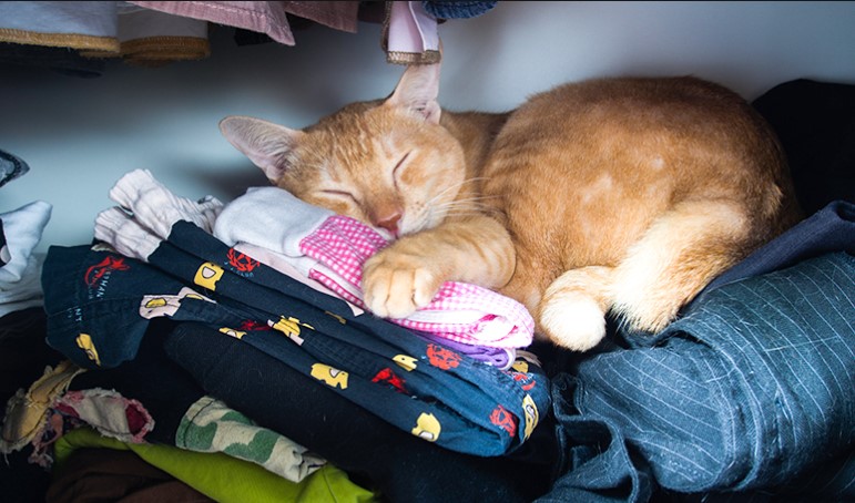 cat sleep in my closet
