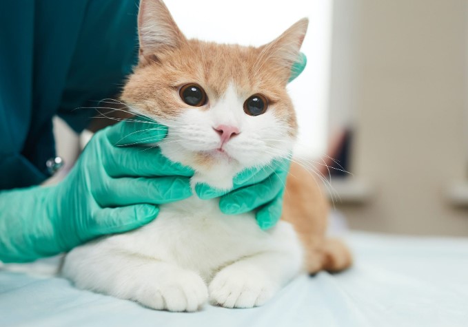 5 Must-Know Tips for Every Cat Owner