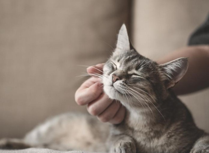 Discover the 5 essential cat health tips to maintain a happy and purring feline companion. Learn about nutrition, veterinary care, hydration, exercise, and a safe environment.