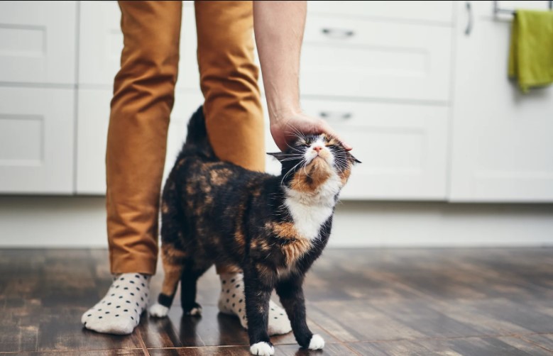 Uncover the hidden secrets to cat health! Learn 5 expert tips for optimal feline well-being. Implement these insider tips today for a healthier, happier cat!