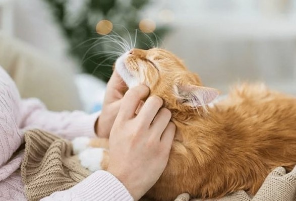 The Ultimate Cat Health Guide
