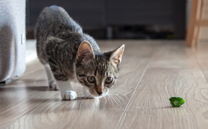 5 Incredible Cat Health Secrets Your Vet Is Hiding!