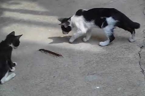 Can A Centipede Kill A Cat